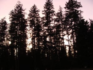 Pine trees - Terpenes and Their Effects