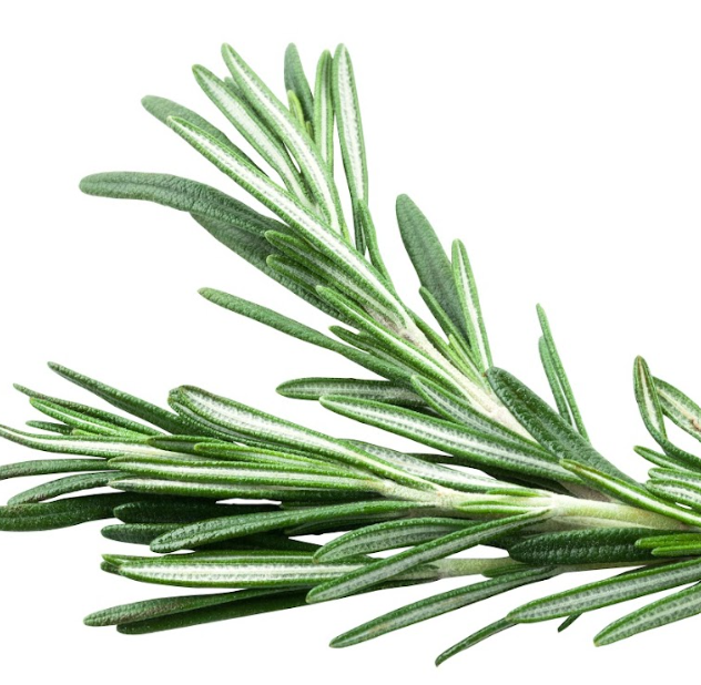 Rosemary Oil: A Natural Boost for Mind and Body