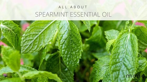 Spearmint essential oil