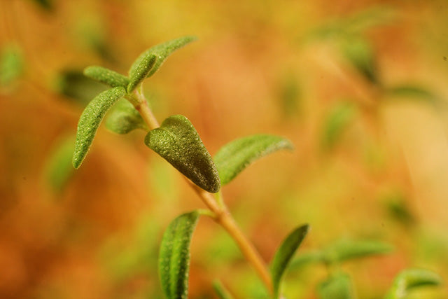 Homegrown Herbal Delights: A Beginner's Guide