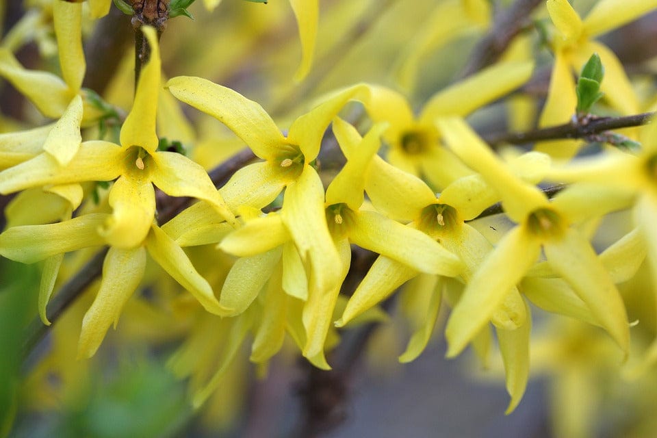 ylang-ylang yellow flowers on a tropical tree