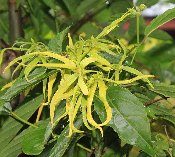 The Fascinating History of Ylang-Ylang