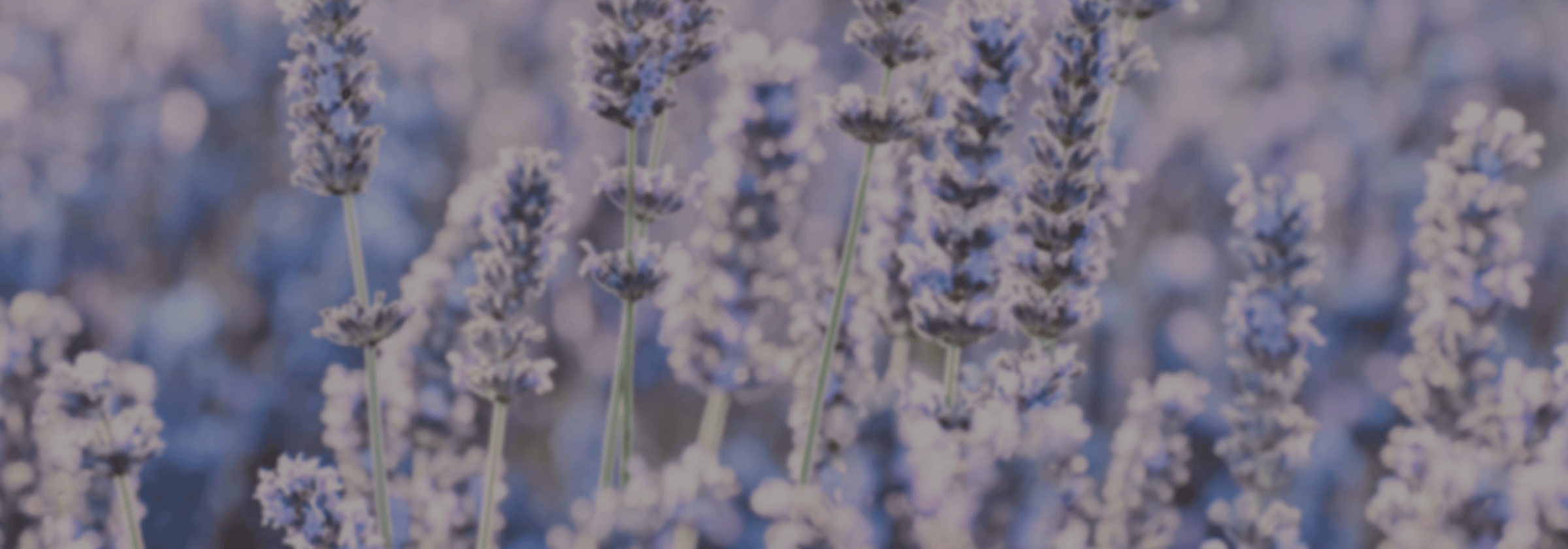 Lavender Collection